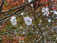 桜！秋のプチ旅４