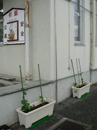 アサガオ成長日記①