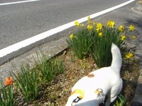 狂犬病のお注～(T_T)