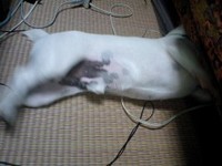 頭隠して…