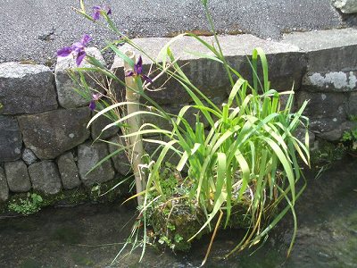 武庫川女子大学付属中学校生来館