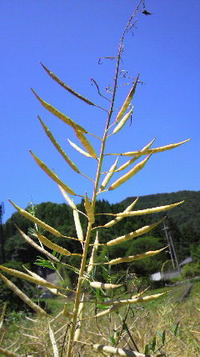 菜種の収穫