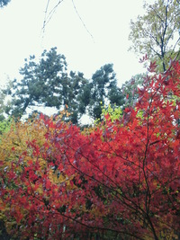 鶏足寺の紅葉