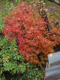 杉野の紅葉