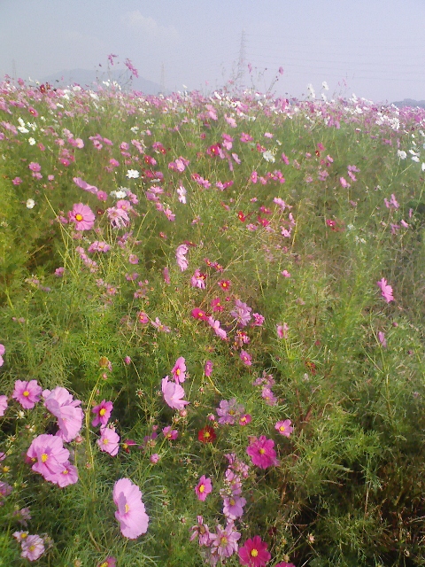コスモスはなぜ秋桜なんでしょう？