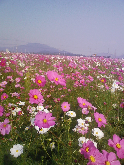コスモスはなぜ秋桜なんでしょう？