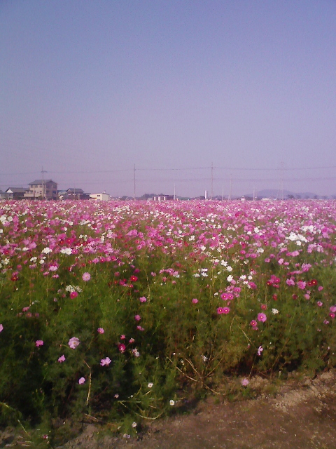 コスモスはなぜ秋桜なんでしょう？