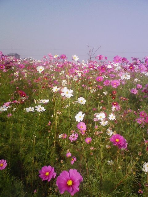 コスモスはなぜ秋桜なんでしょう？