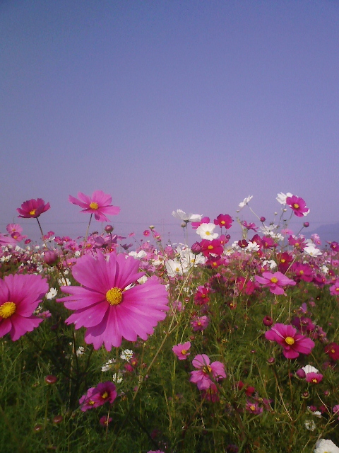 コスモスはなぜ秋桜なんでしょう？