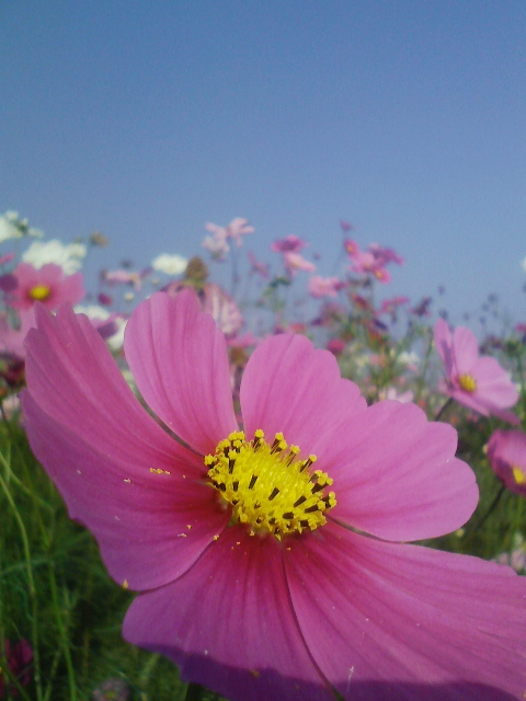 コスモスはなぜ秋桜なんでしょう？