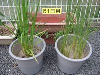 バケツ稲　61日目と108日目　穂が出た