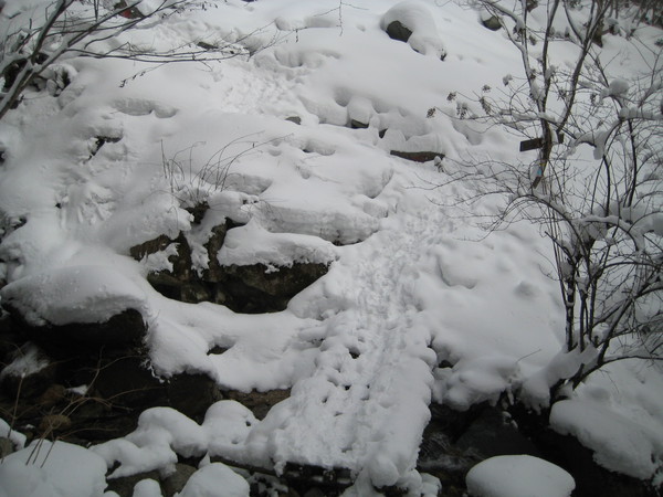 霧氷の森