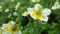 テントを背負って、秘境　雲ノ平へ　１日目