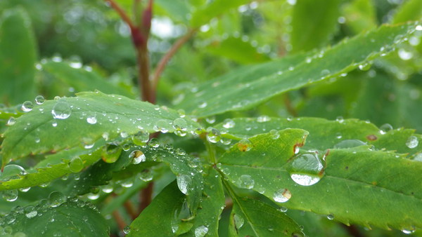 テントを背負って、秘境　雲ノ平へ　１日目