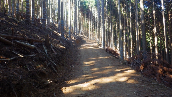 快晴の裏山登山