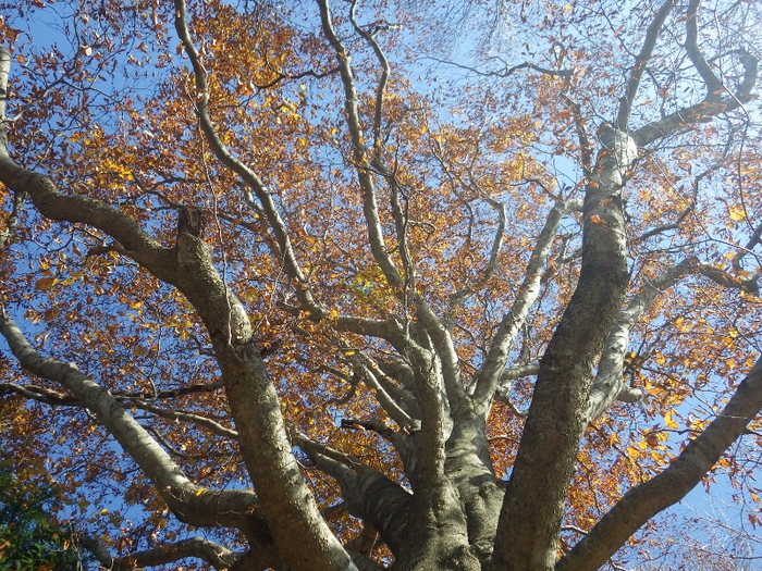 己高山と鶏足寺へ