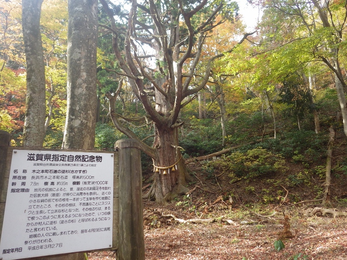 己高山と鶏足寺へ