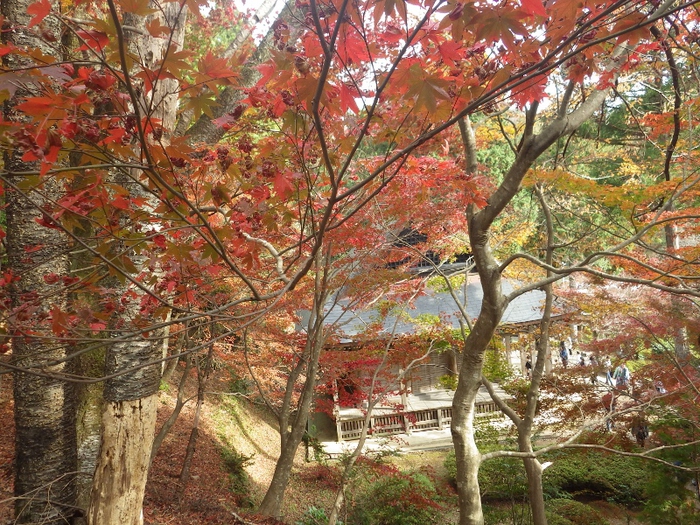 己高山と鶏足寺へ