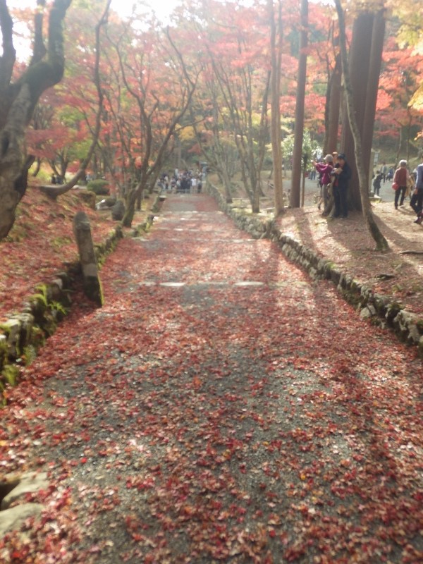 己高山と鶏足寺へ