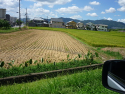 稲刈りが始まった