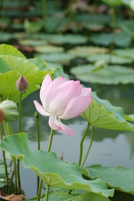 水生植物園・・・・。その２