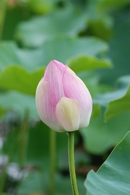 水生植物園・・・・。その２
