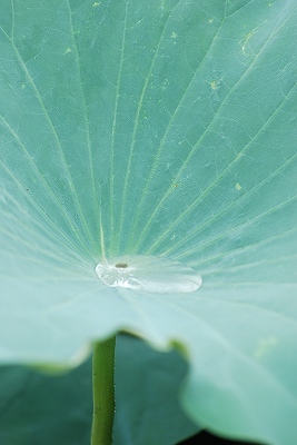 水生植物園・・・・。その２