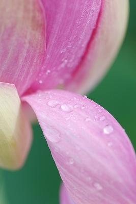 水生植物園・・・・。その２