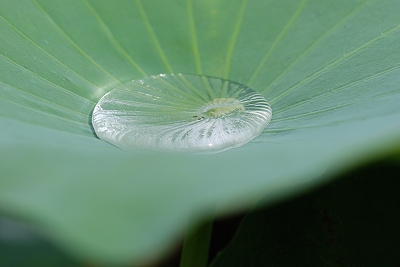 水生植物園・・・・。その２