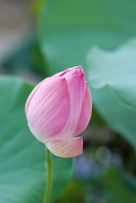 水生植物園・・・・。その２