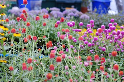 花単語帳（千日紅）