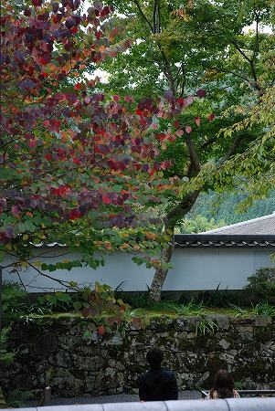 京都観光・・・・。大原・三千院編