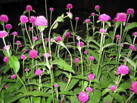 花単語録（千日紅）