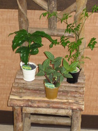 観葉植物の手入れなんてどう？