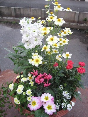 今日のトイザラス・・・・。