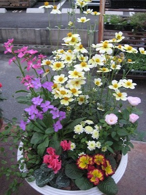 今日のトイザラス・・・・。