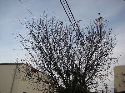 カリンの逆襲・・・。