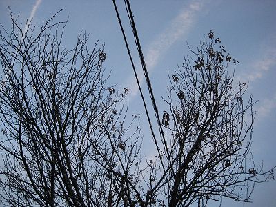 カリンの逆襲・・・。