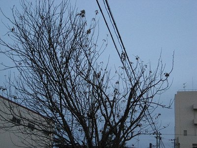 カリンの逆襲・・・。