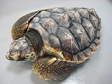 水族館・・・。