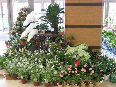 今週のトイザラス・・・・。