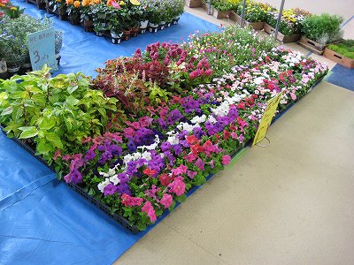 今週のトイザラス・・・・。