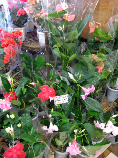 寄せ植え・・・。