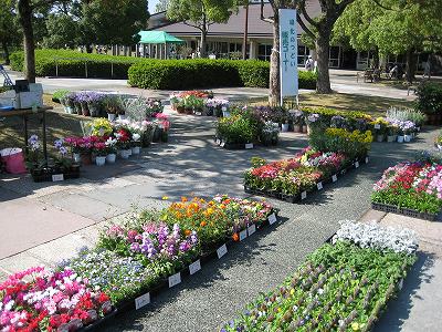 花売りっす！！・・・・。