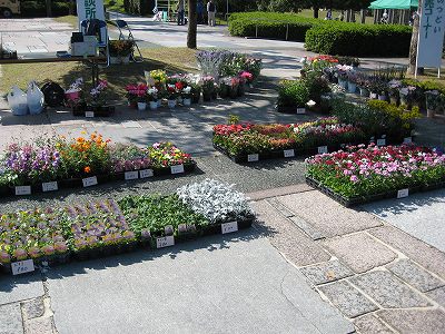 花売りっす！！・・・・。