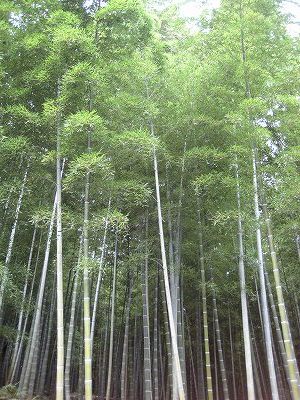 京都観光・・・・。天竜寺編