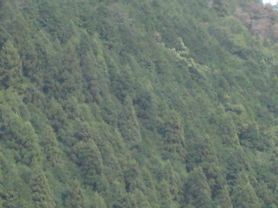 京都観光・・・・。嵯峨編その２