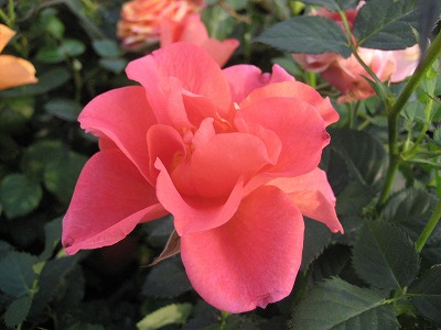花盛り・・・・。