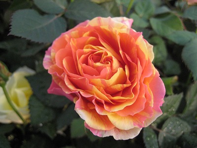 花盛り・・・・。