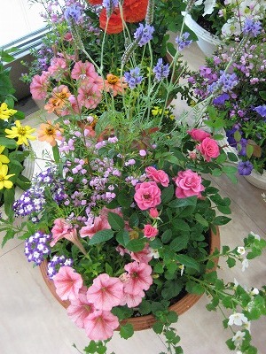 今日のトイザラスは寄せ植えっす・・・・。